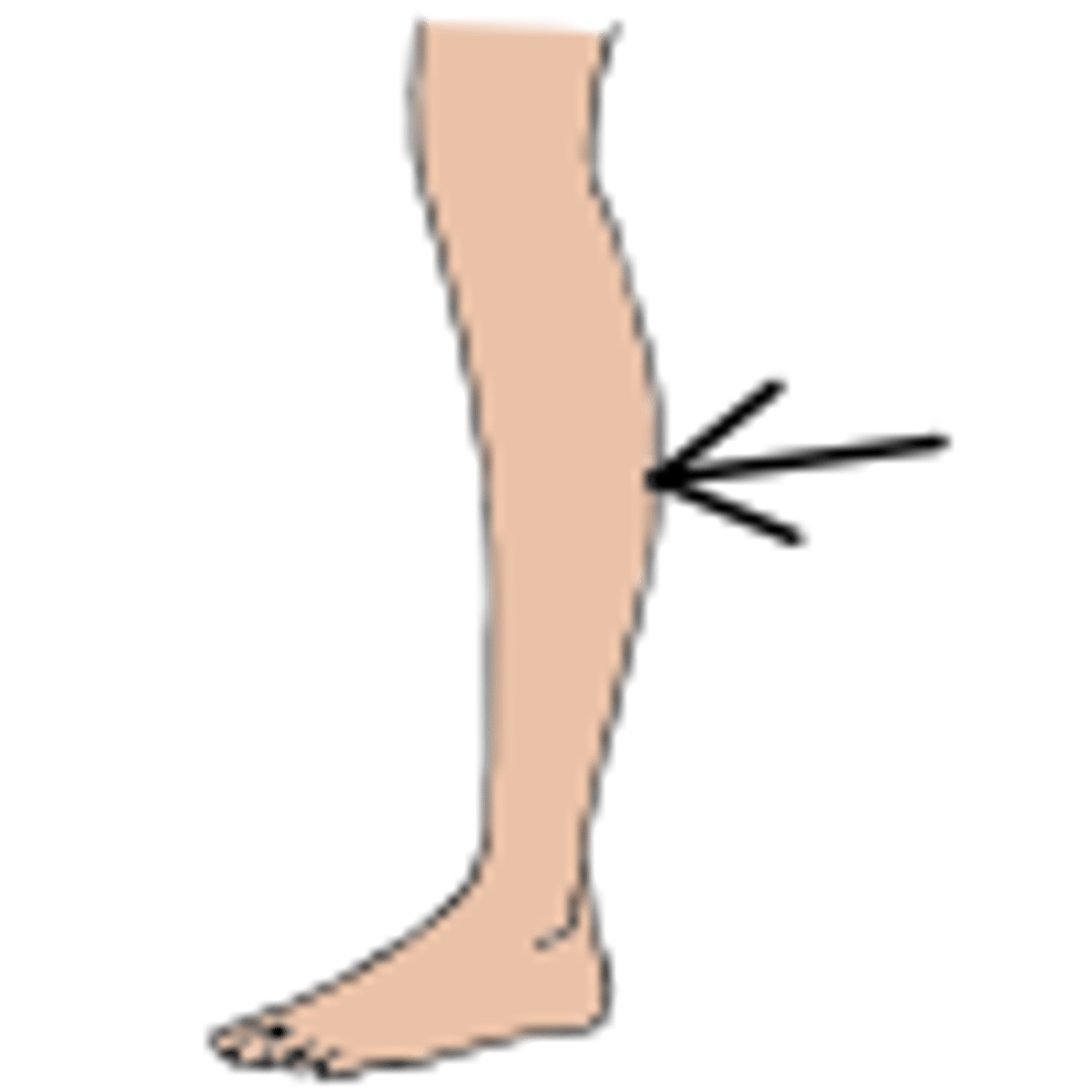 <p>tuǐ - leg</p>