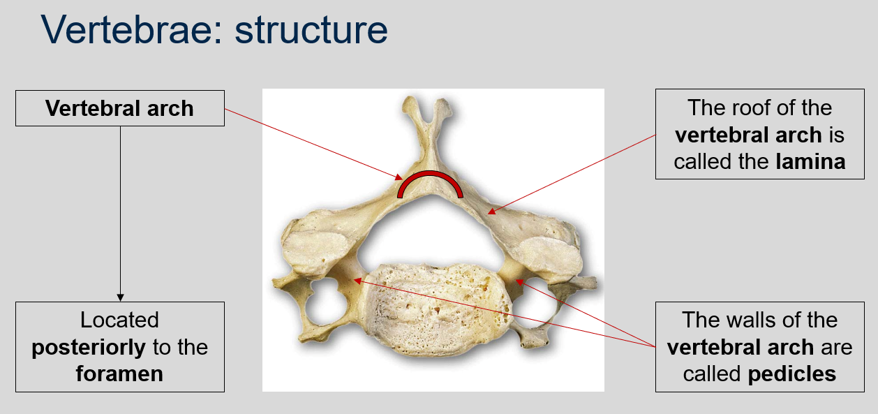 <p>The vertebral arch is located posteriorly to the foramen in each vertebra.</p>