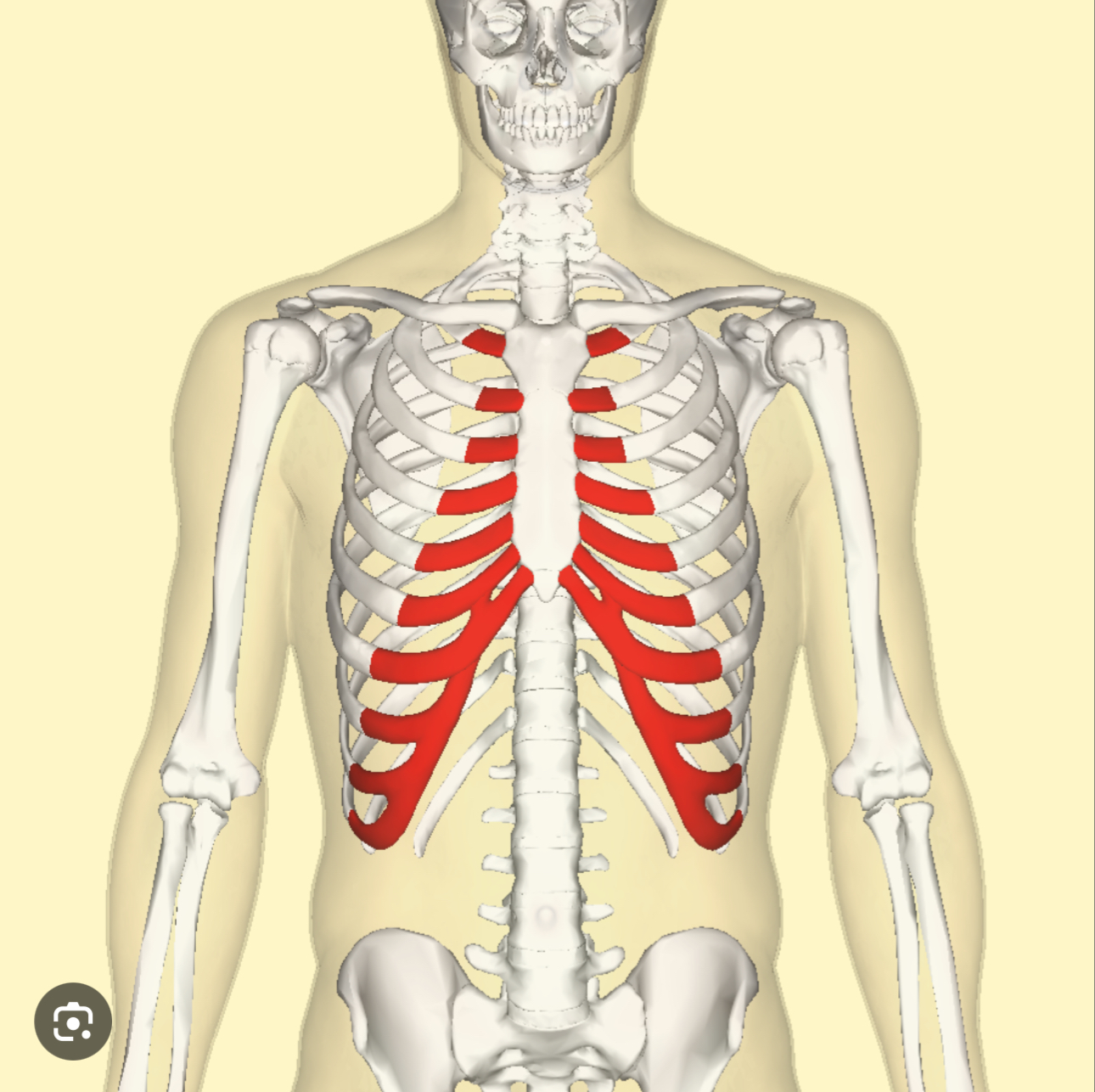 <p>Thorax / Chest</p><p>Pertaining to the ribs or sides of the body</p><p></p><p></p><p></p>