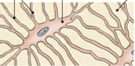 <p>Which type of bone cell is:</p><ul><li><p>Mature bone cells</p></li><li><p>Are between layers (lamellae) of matrix</p></li><li><p>Connect by cytoplasmic extension through canaliculi in lamellae</p></li><li><p>Maintain protein & mineral content of bone</p></li><li><p>Do not divide</p></li></ul><p></p>