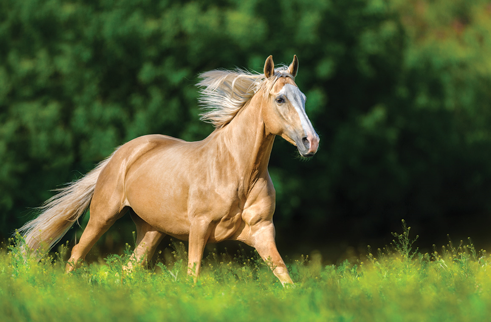 <p>What breed (pattern) is this horse?</p>