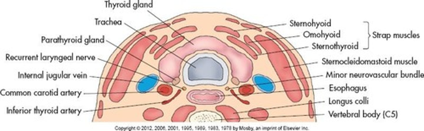 <p>Strap muscles including sternothyroid, omohyoid, and sternohyoid.</p>