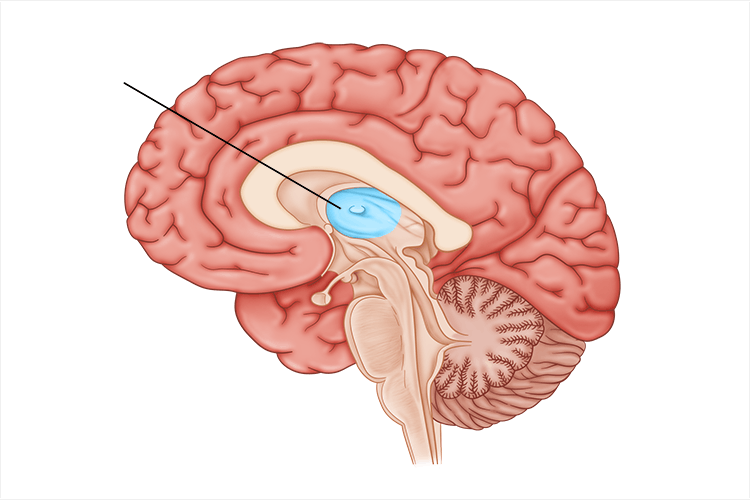 <p>directs messages to sensory receiving areas in the cortex and transmits replies to the cerebellum and the medulla; <strong>relays sensory info</strong> except smell; located at top of brainstem</p>