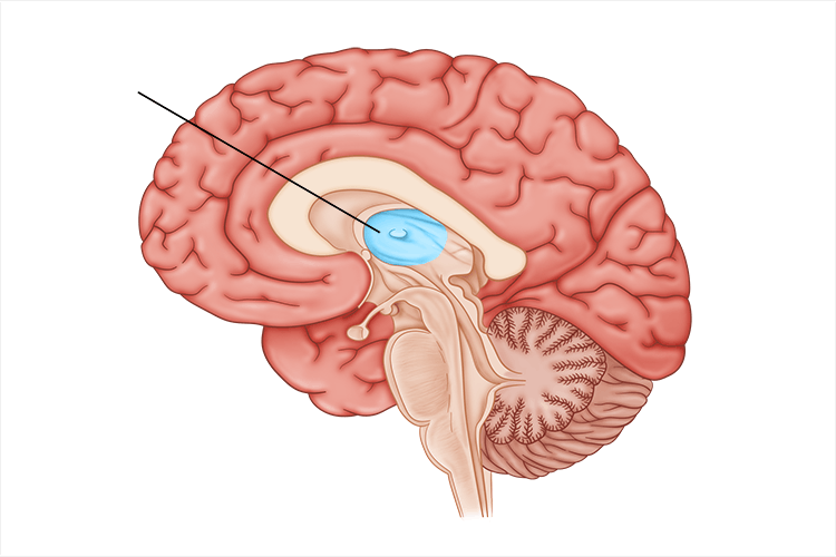 <p>directs messages to sensory receiving areas in the cortex and transmits replies to the cerebellum and the medulla; receives info from all senses except smell; located at top of brainstem</p>