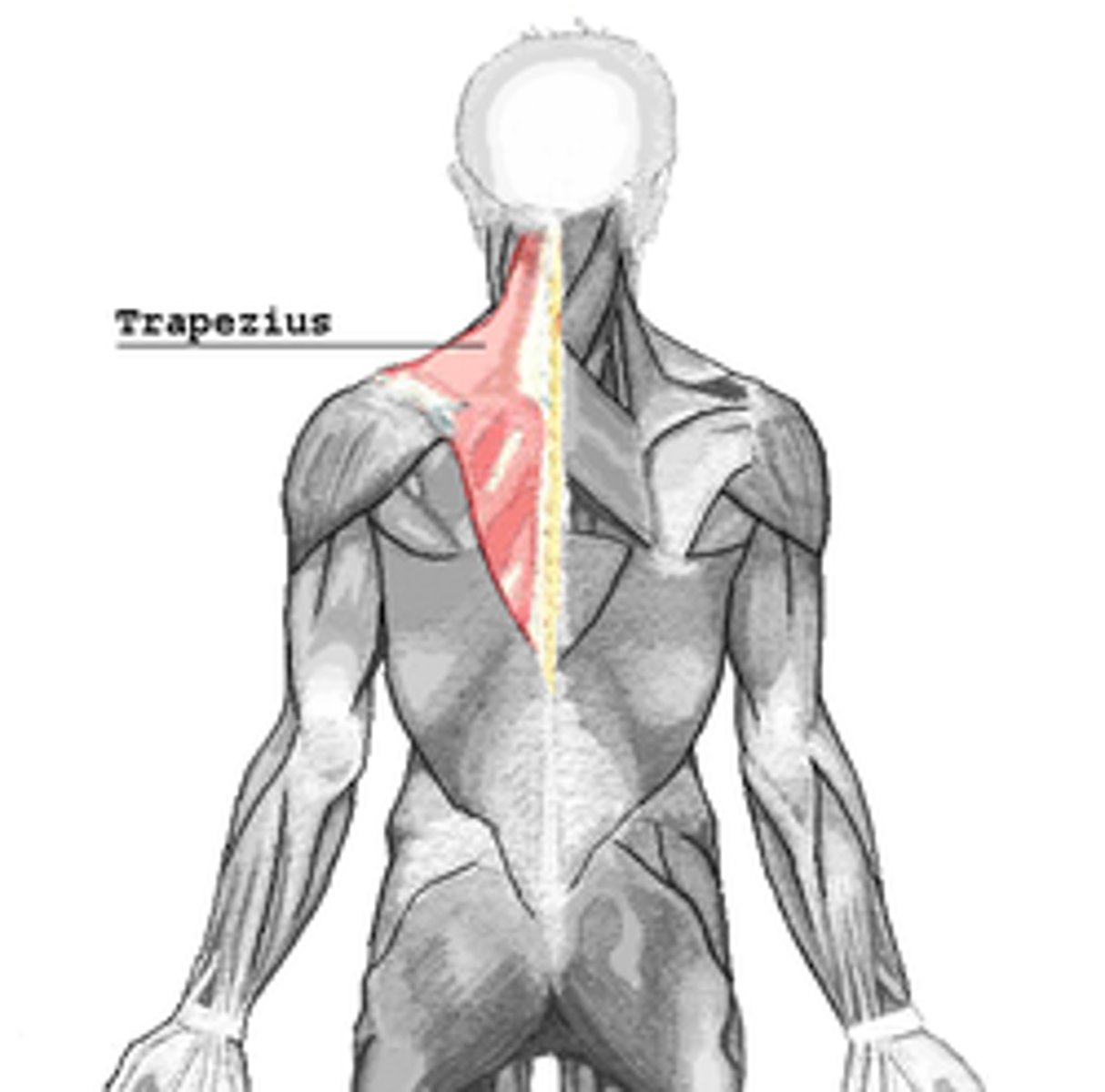 <p>a large, triangular muscle on the upper back and neck</p>