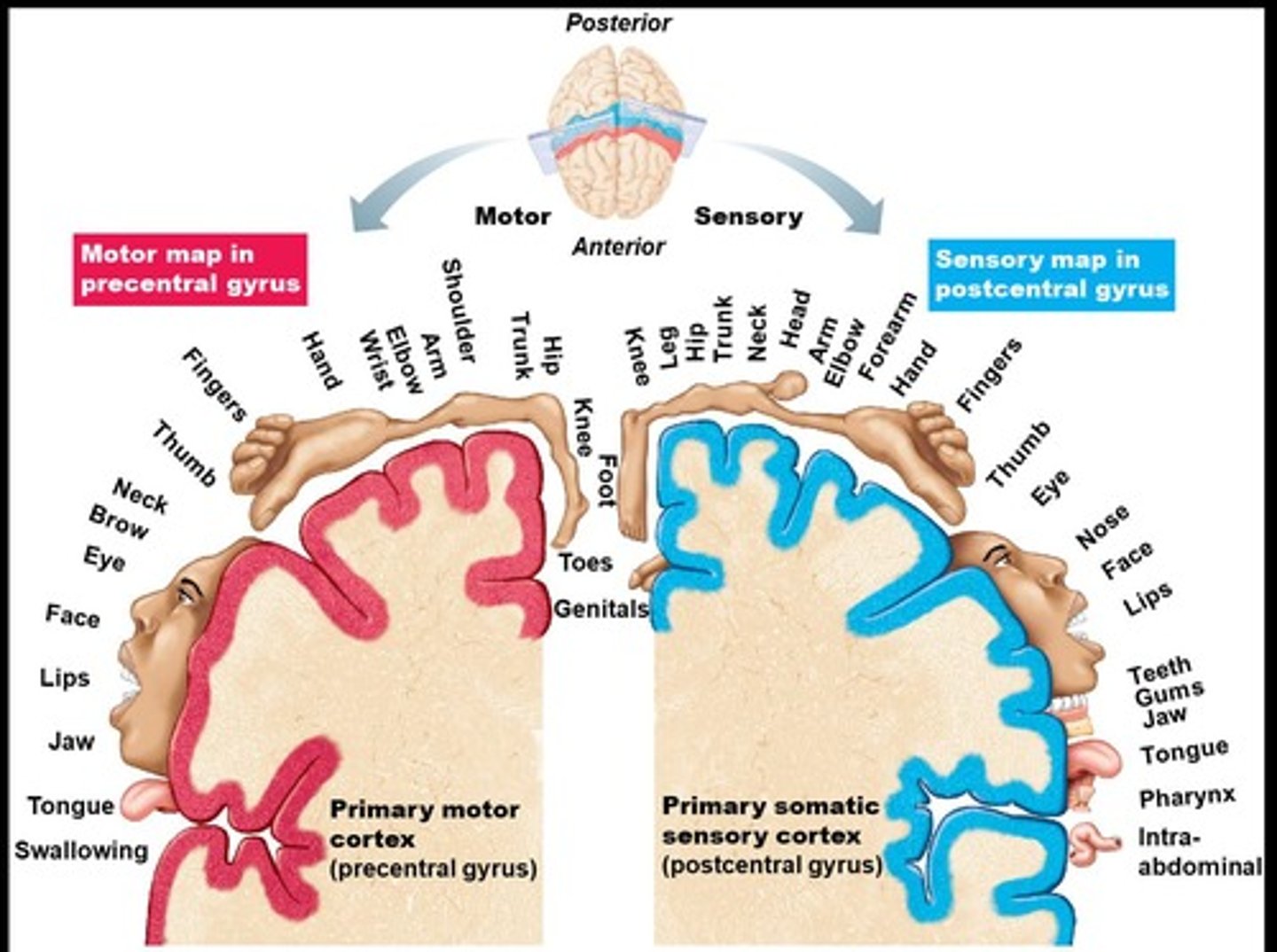 <p>Processes sensory input from body receptors.</p>