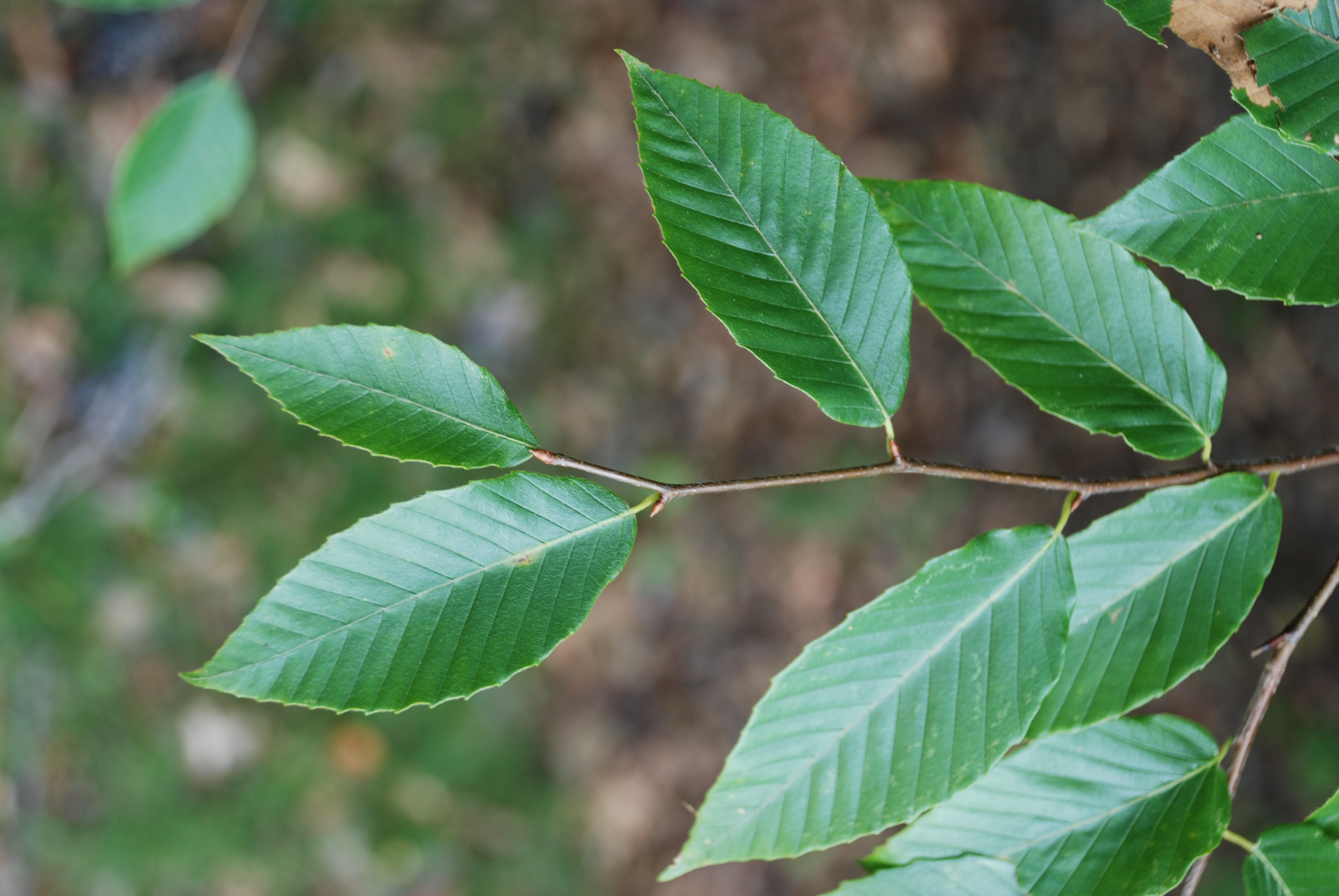 <p>What is the common name?</p>