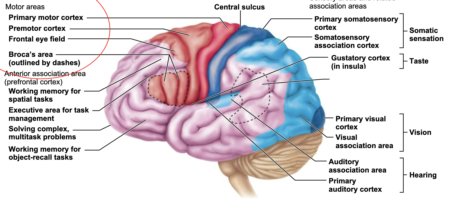 <p>What is this brain regions name and function?</p>