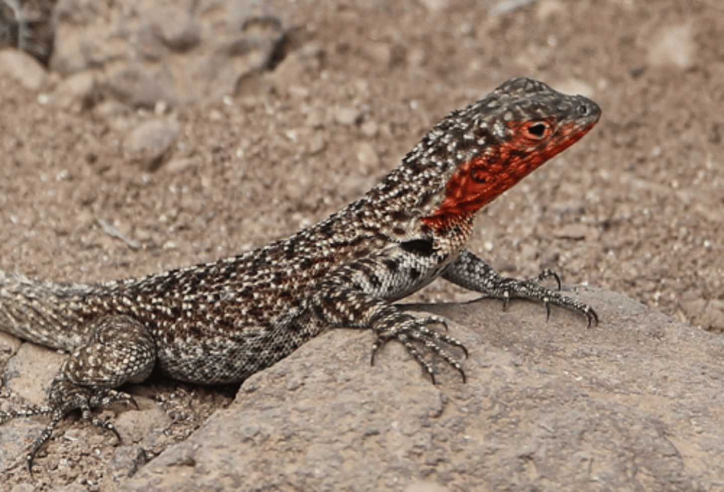 <p>Lava Lizard (13 facts)</p><p>- 1 Diet/Prey</p><p>- 4 Size/Color</p><p>- 3 Location</p><p>- 1 Reproduction/Displays</p><p>- 1 Predators</p><p>- 3 Other</p>
