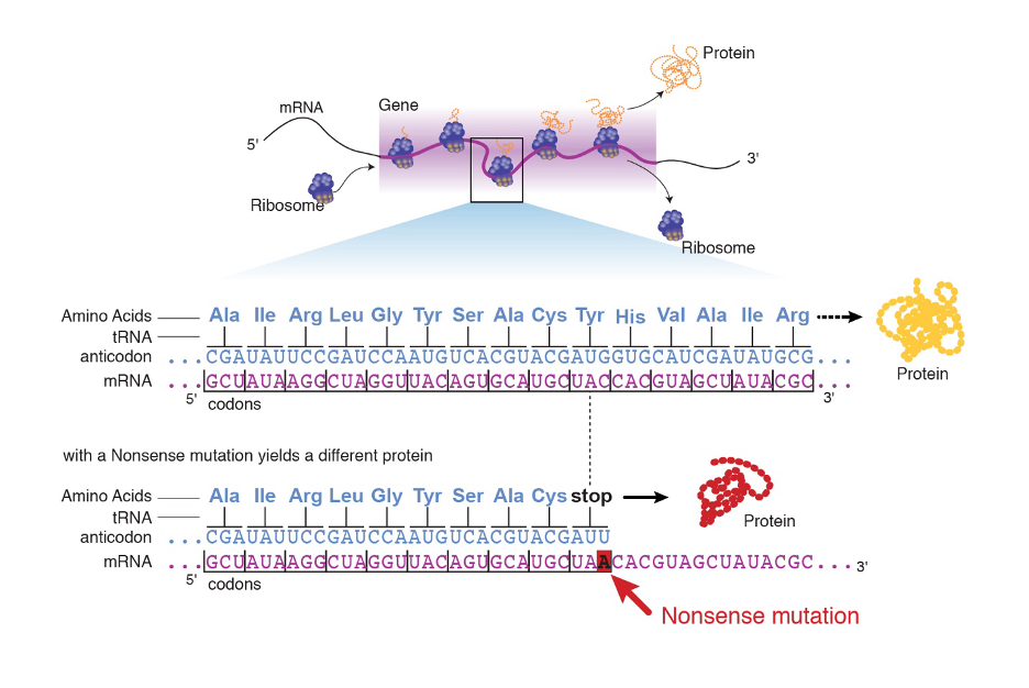 <p>A mutation that results in an early stop codon in the protein.</p>