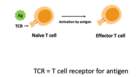 <p><span>mediated primarily by antigen-specific T lymphocytes (T cells)</span></p>