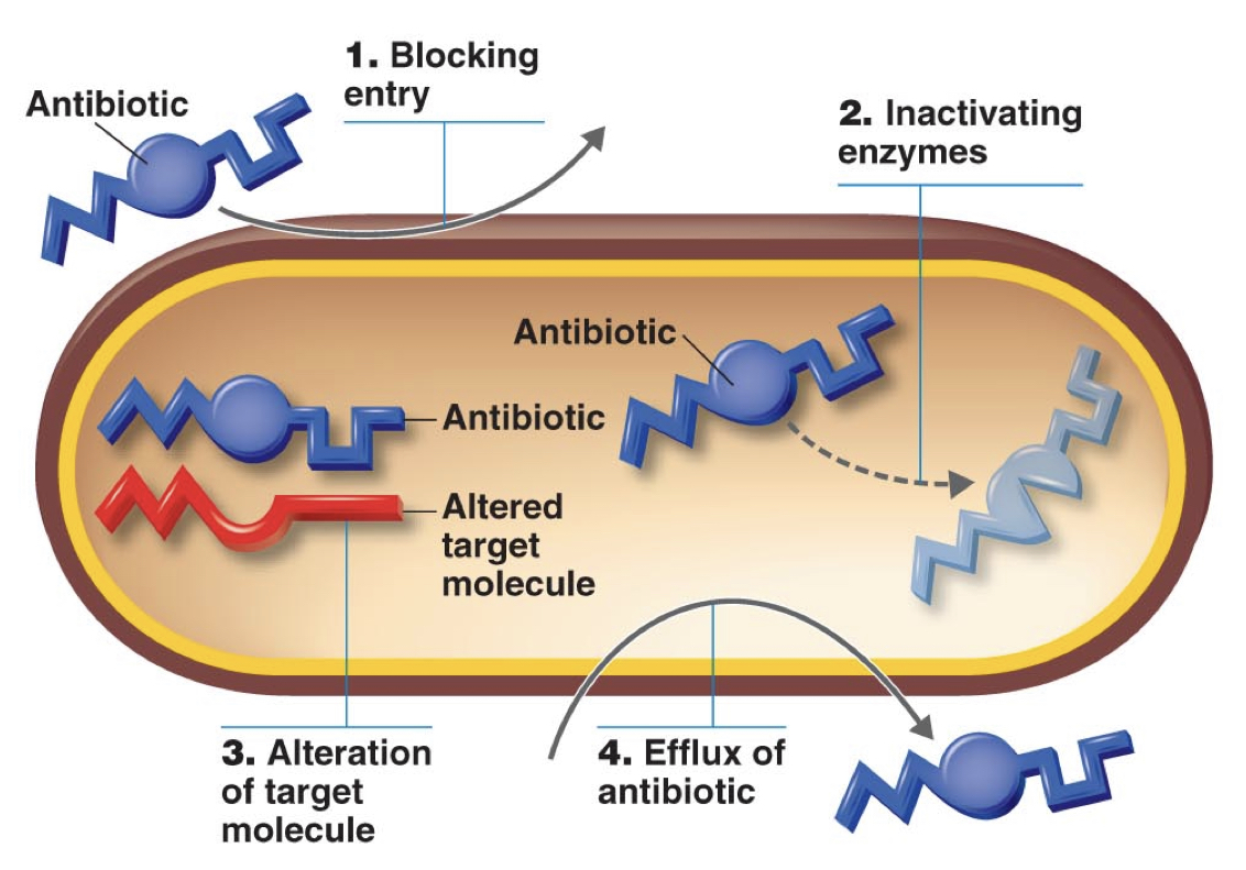 * 1) blocking entry
* 2) inactivating enzymes
* 3) alteration of target molecule
* 4) efflux of antibiotic