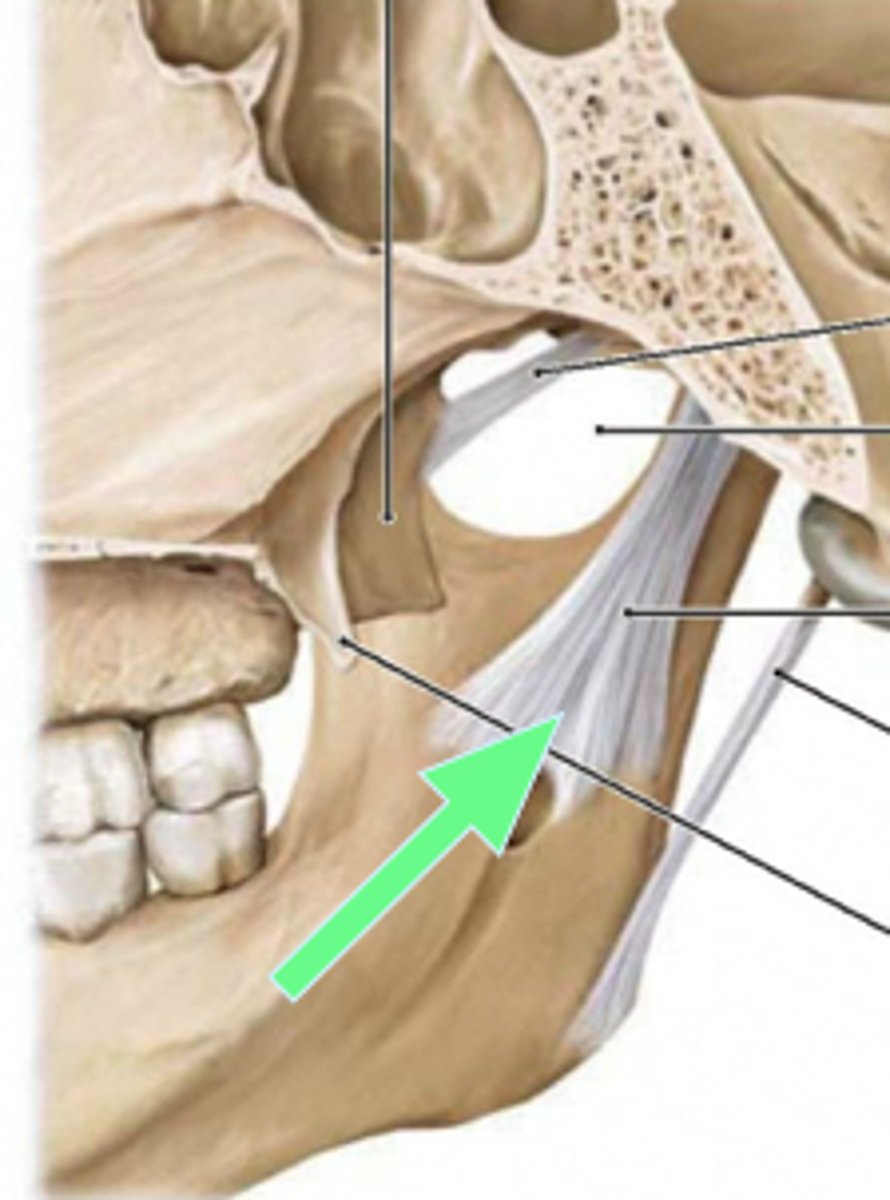 <p>sphenoid to ramus of mandible on medial side</p>