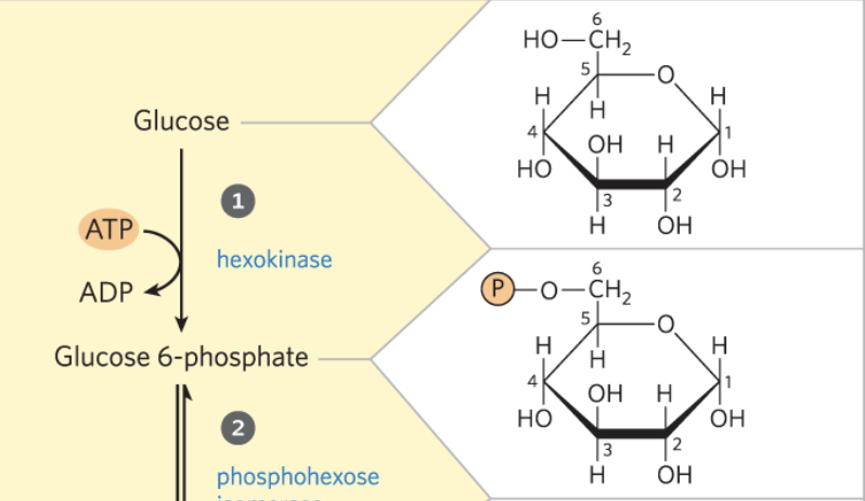 <p>Glucose to Glucose 6-phosphate</p>