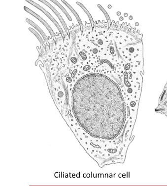 <p>They move mucus up to the throat to be swallowed.. smoking kills cila and allows for entry of bacteria- infection. </p>