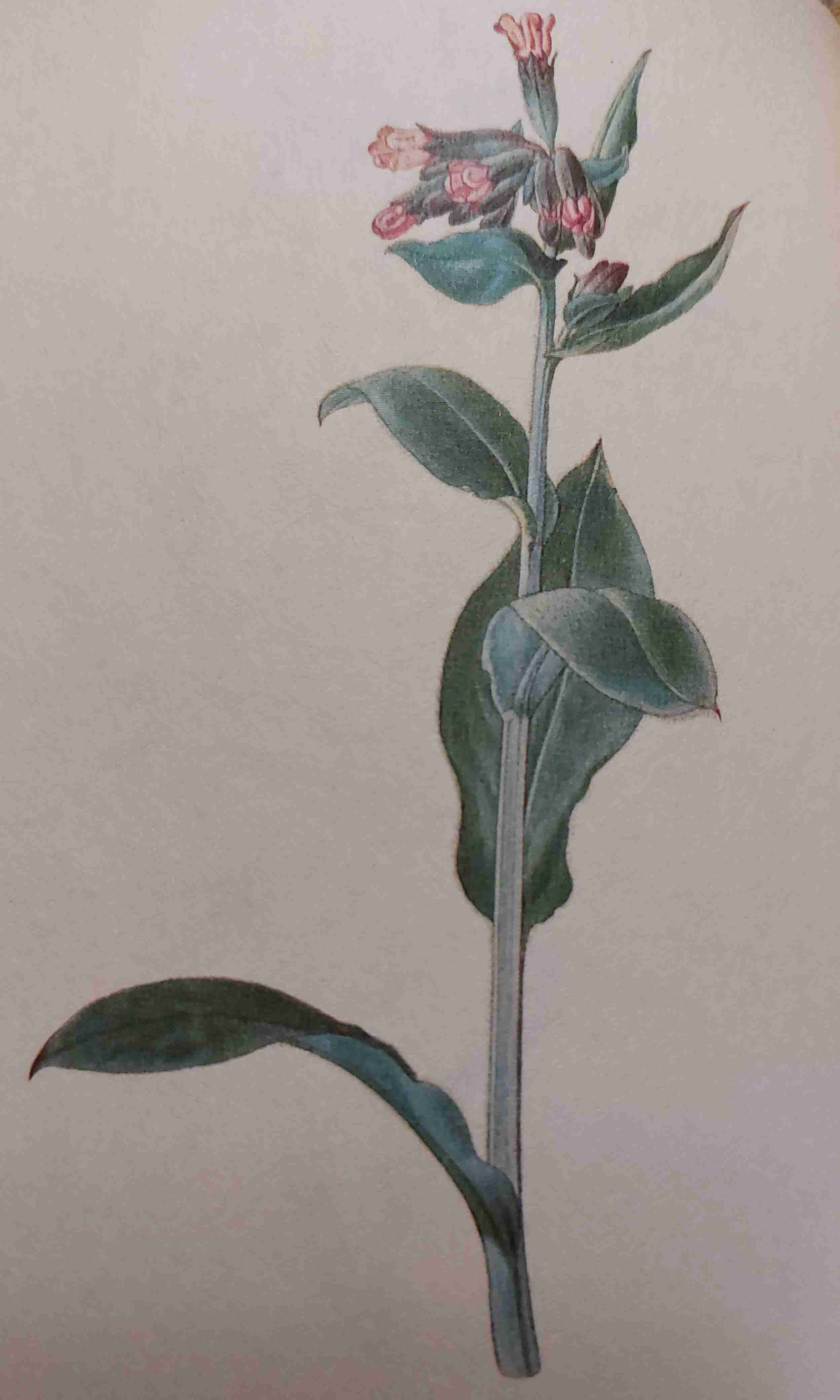 <p>vlhko, mezotrofně eutrofní, polostín</p>