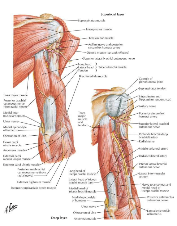 <p>O:</p><ul><li><p>long head: infraglenoid tubercle of scapula</p></li><li><p>lateral head: lateral and posterior surfaces of proximal ½ of bofy of humerus ABOVE RADIAL GROOVE and lateral IM septum</p></li><li><p>medial head: distal 2/3 of medial and posterior surfaces of humerus BELOW RADIAL GROOVE and medial IM septum</p></li></ul><p>I:</p><ul><li><p>posterior surface of olecranon process of ulna and antebrachial fascia</p></li></ul><p></p>