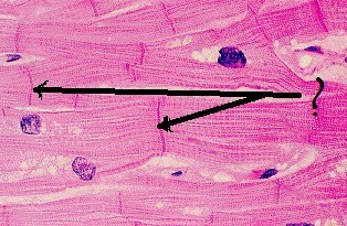 Attachment sites between the transverse lines between cardiac muscle cells