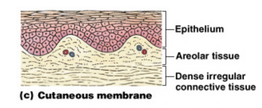 <p>The <strong>skin</strong>, which is <strong>thick</strong>, <strong>waterproof</strong>, and <strong>dry</strong>.</p>