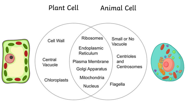 <p>plant vs animal cell</p>