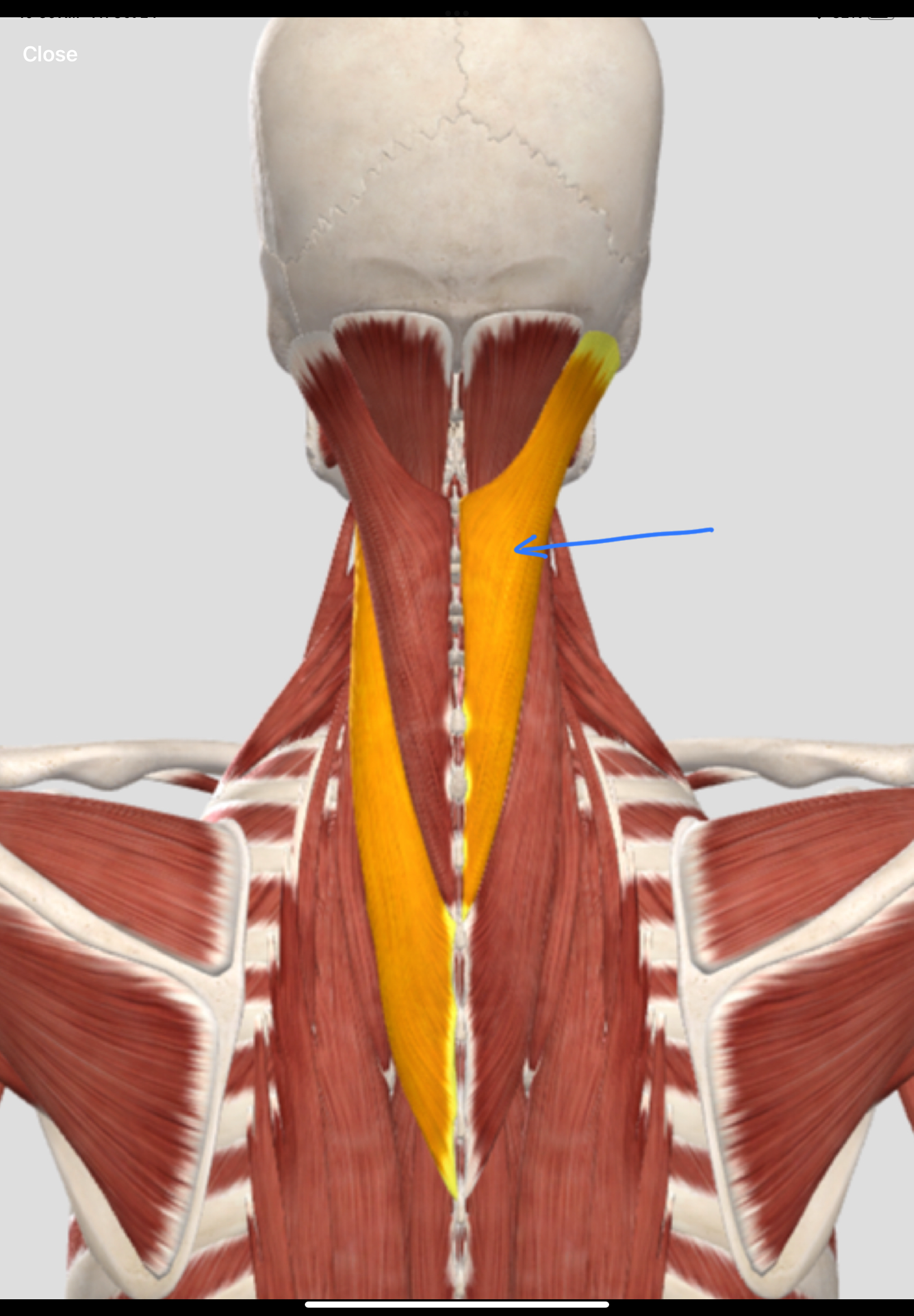 <p>What is this mm group called?</p><p>What mm are in this group?</p><p>Innervation?</p>