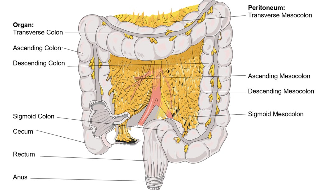 <p>Name of part that attached colon to ab wall? </p>