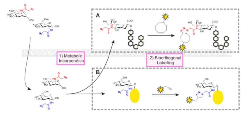 <p>Used to install probes for glycan detection and analysis, </p><p>reengineer cell surfaces, or for targeted delivery of cargo.</p>