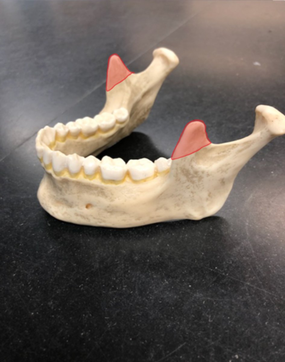 <p>Front attachment; towards the teeth; "where a corona would hit first"</p>