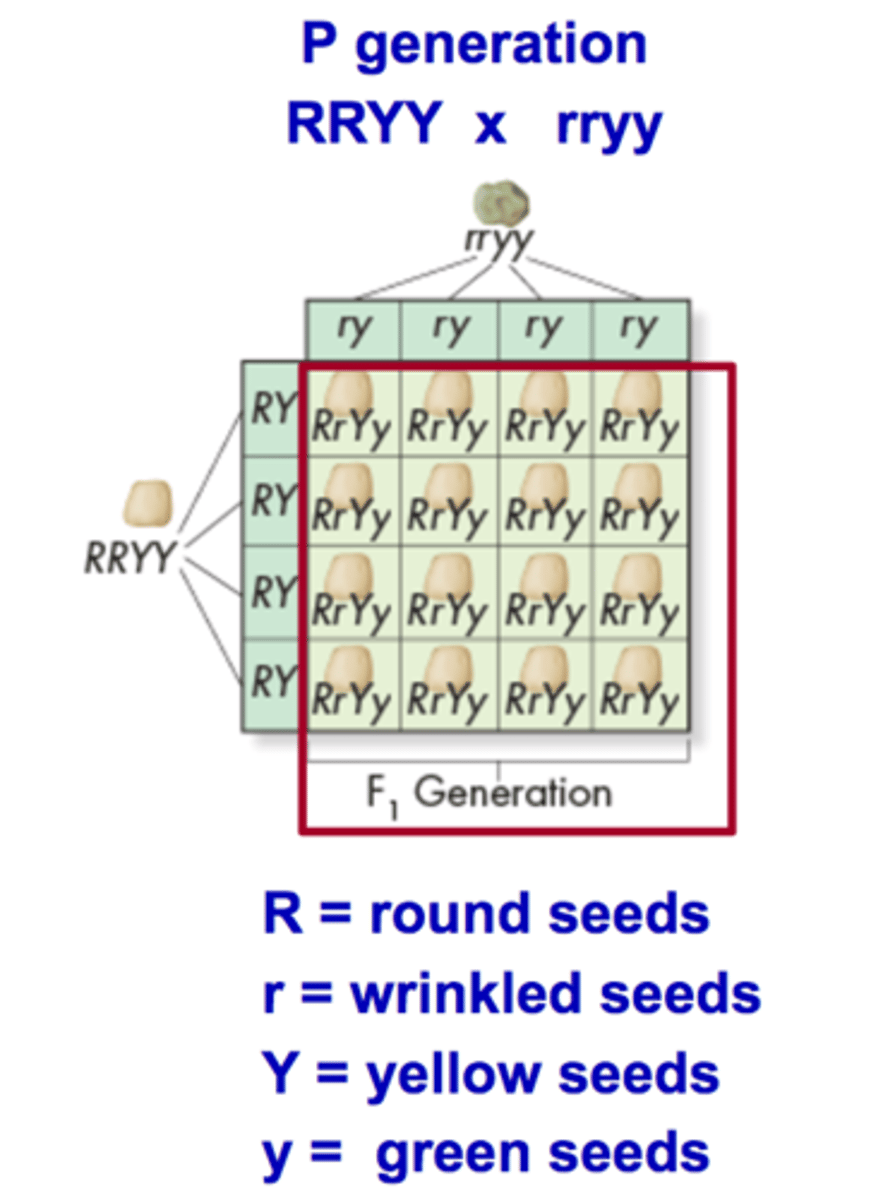 <p>In Mendel's dihybrid cross all of the F1 offspring produced round yellow peas. These results showed that the alleles for yellow and round peas are dominant over the alleles for green and wrinkled peas; the genotype of each F1 offspring was RrYy, heterozygous for both seed shape and seed color</p>