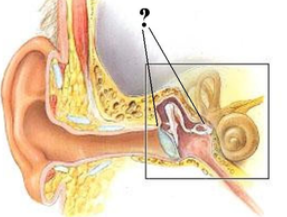 <p><span><span>Identify the indicated region of the ear.</span></span></p>
