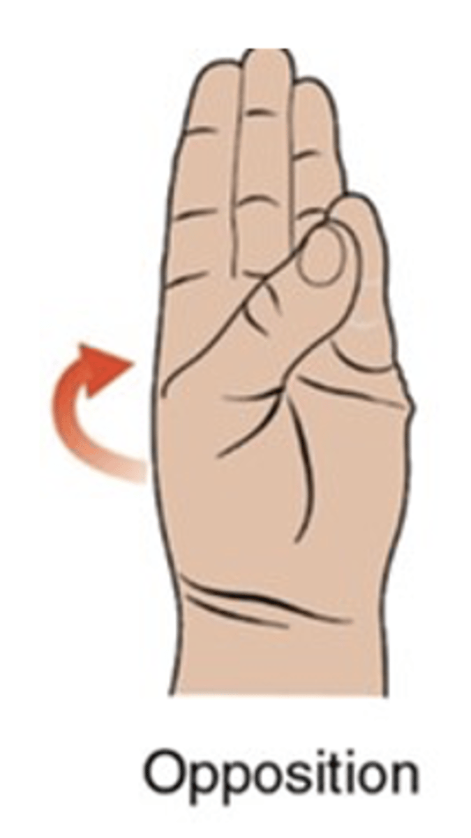 <ul><li><p>horizontal plane, vertical axis</p></li><li><p>movement in which the tips of the thumb and little finger move toward one another using a combination of flexion and abduction</p></li></ul><p></p>