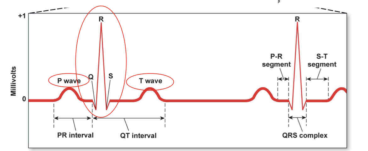 <ul><li><p>records the wave of depolarization as it passes across the heart using electrodes on the surface of the body </p></li><li><p>P wave= atrial depolarization</p></li><li><p>QRS= atrial repolarization and ventricular depolarization</p></li><li><p>T wave= repolarization of ventricles</p></li><li><p>PR interval= time between onset of atrial and ventricular depolarization</p></li><li><p>QT= duration of ventricular depol and repol </p></li><li><p>PR segment= conduction through AV node and bundle </p></li><li><p>ST segment= ventricular contraction </p></li></ul>