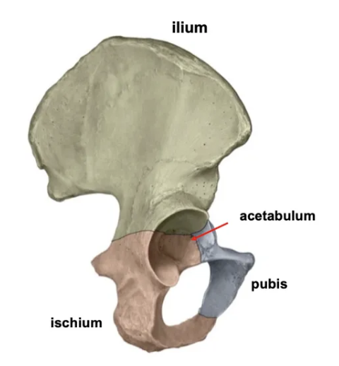 <p>The hip joint consists of the ilium, ischium, pubis, and the acetabulum.</p>