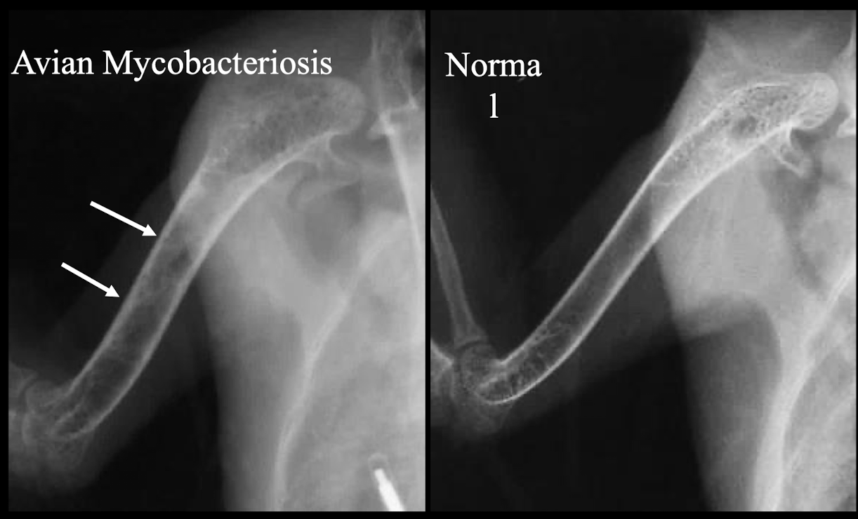 <p>Avian Mycobacteriosis and Avian Leukosis.</p>