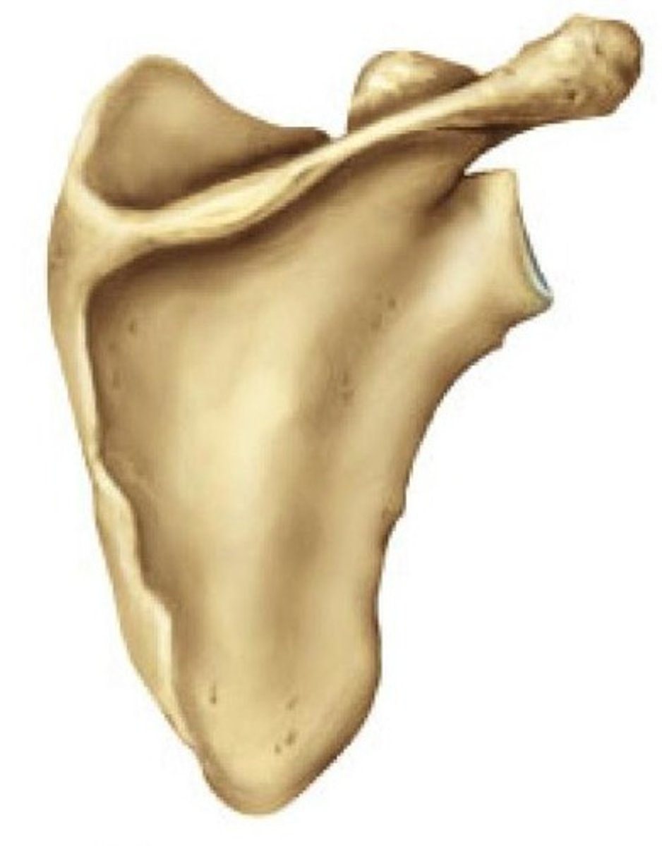 <p>(look for spine)</p>