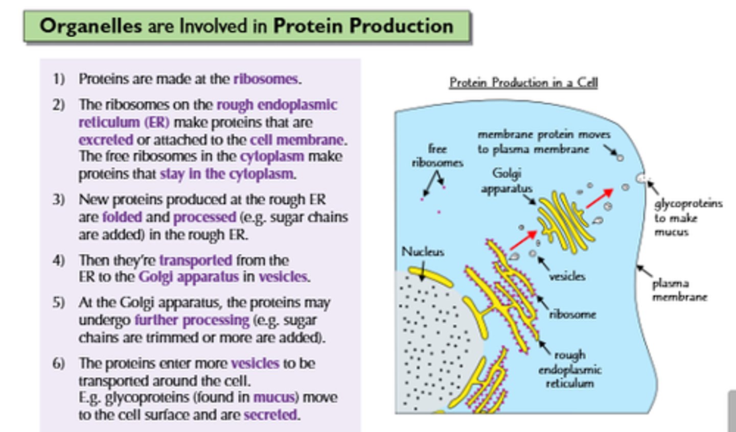 <p>1. mRNA copy of the instructions for insulin made in the nucleus</p><p>2. mRNA leaves the nucleus through a nuclear pore</p><p>3. mRNA attatches to a ribosome and protein is assembled</p><p>4. insulin molecules are pinched off in vesicles and travel towards golgi apparatus</p><p>5. vesicle fuses with golgi apparatus</p><p>6. golgi apparatus processes and packages insulin molecules ready for release</p><p>7. packaged insulin molecules are 'pinched off' in vesicles from golgi apparatus and move towards the plasma membrane</p><p>8. vesicle fuses with plasma membrane</p><p>9. plasma membrane opens to release insulin molecules outside by exocytosis</p>