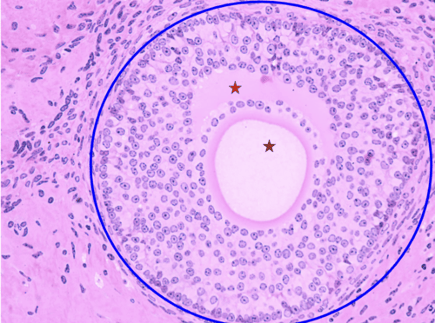 <p>What is the blue circle?</p>