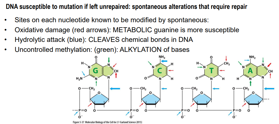 <p>Oxidative damage:</p><ul><li><p>guanine is more susceptible </p></li></ul><p></p><p>Hydrolytic attack: </p><ul><li><p>cleave chemical bonds in DNA</p></li><li><p>can result in removal of a base or deamination </p></li></ul><p></p><p>Uncontrolled methylation: </p><ul><li><p>alkylation of bases</p></li><li><p>can change the base pairing </p></li></ul><p></p>