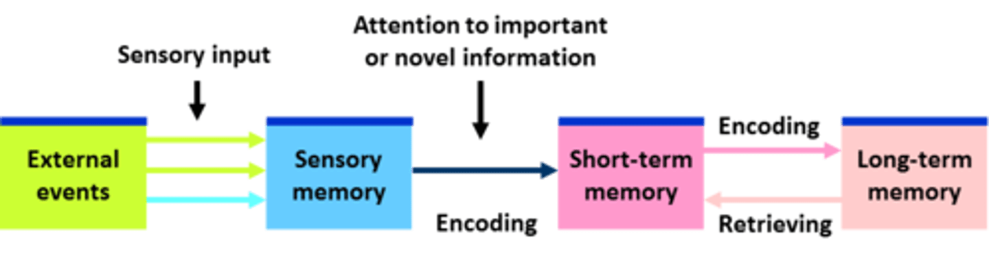 <p>External events -&gt;sensory input-&gt;sensory memory-&gt; attention to important or novel information (encoding)-&gt;short term memory-&gt;encoding-&gt; long term memory (can then retrieve to short term memory)</p>