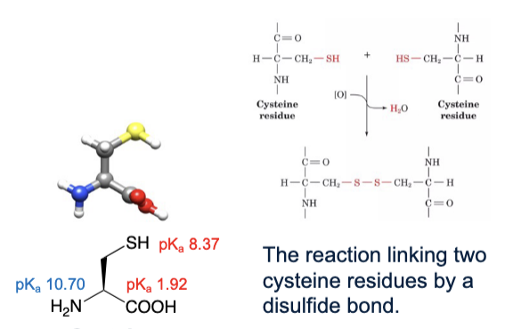 <ul><li><p>abbreviations: Cys, C</p></li><li><p>R group can have favourable interactions with water</p></li><li><p>SH is an ionizable group but due to its pKa being higher than the physiological pH, the entire molecule is considered an uncharged polar amino acid</p></li><li><p>two cysteine residues can link via a condensation reaction to form a disulfide bond</p></li></ul><p></p>