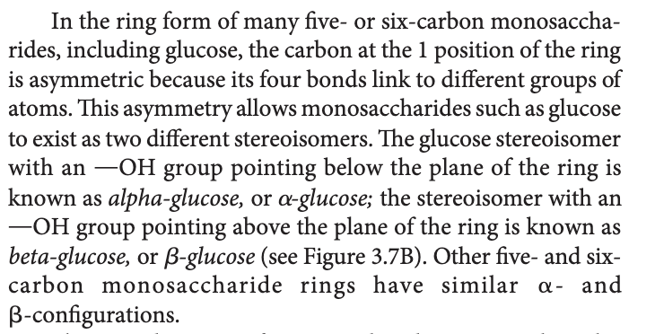 <p>beta configuration in monosaccharides</p>