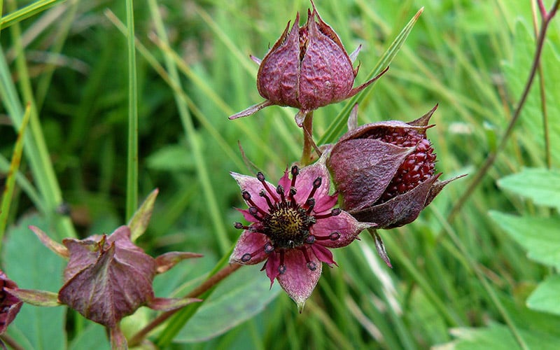 <p>Wateraardbei (Rozenfamilie)</p>