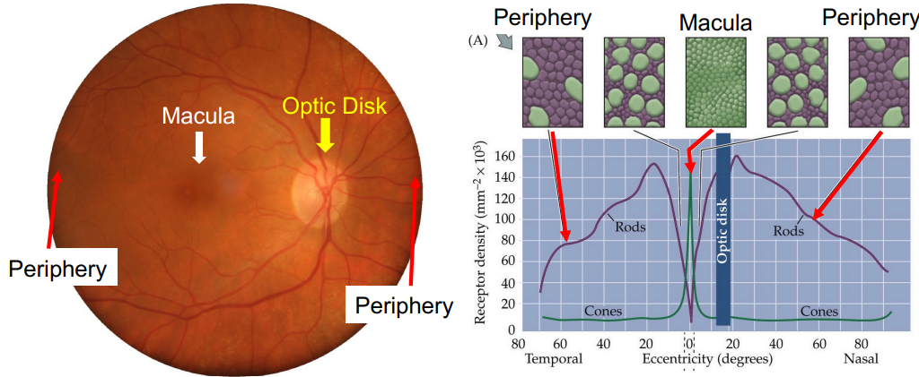 <p>The cells that detect light: rods and cones</p><ul><li><p><span>Rods</span></p><ul><li><p>night vision </p></li><li><p>very sensitive </p></li><li><p>one type</p></li><li><p>no colour vision</p></li><li><p>100 million</p></li><li><p><span>are not in the macula (fovea)</span></p></li></ul></li><li><p>Cones</p><ul><li><p>day vision </p></li><li><p>less sensitive </p></li><li><p>three types</p></li><li><p>colour vision </p></li><li><p>5 million</p></li><li><p><span>density of cones in the retina determines how well you can see</span></p></li></ul></li></ul><p></p>
