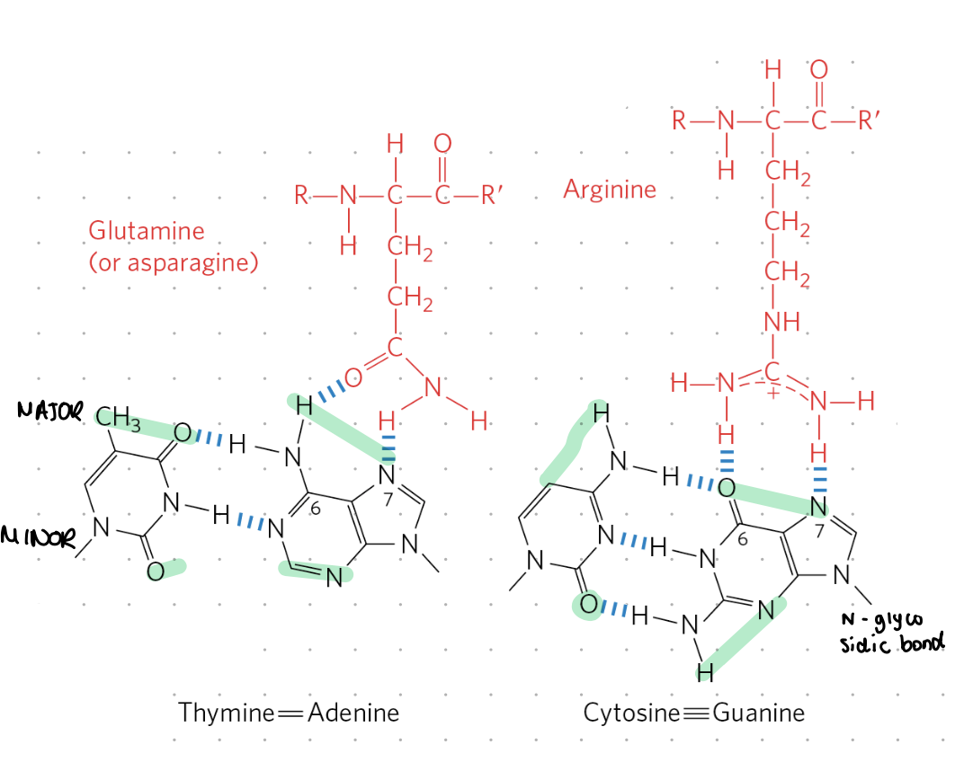 <ul><li><p>binding of zinc finger transcription factors (or other proteins) to major groove</p></li><li><p>smaller things such as DAPI (DNA dye) can bind to minor groove</p></li></ul><p></p>