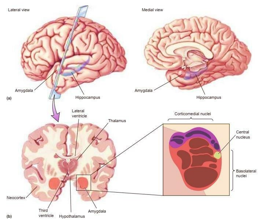 <p>Deel van mediale temporale kwab</p><p>1) Reageren op <strong>nieuwe stimuli</strong> (verrassing)</p><p>2) Coderen <strong>emotionele toestand</strong> (happy, fearful, angry, disgusted)</p><p>3) Dragen bij tot opslaan van <strong>emotionele lading van stimuli</strong> (associatief leren)</p><ul><li><p>koppelt stimulus & emotie (hoe voel je je bij die stimulus)</p></li><li><p>conditionering</p></li></ul><p>4) Dragen bij tot selectie van <strong>aangepast (reflexief) gedrag </strong></p><ul><li><p>generatie responsen op die stimuli</p></li><li><p>automatisch: fight, flight, freeze</p></li><li><p>autonoom, <em>vb. verhoogde hartslag </em></p></li><li><p>endocrien, <em>vb. stresshormoon</em></p></li></ul><p>5) Controleren overeenkomstige <strong>autonome (sympatisch) ZS</strong> & <strong>endocriene respons </strong>(hypothalamus-hypofyse-bijnier-as (HPA-as)) </p>