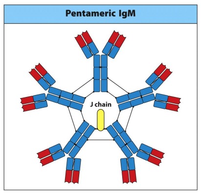 <ul><li><p>The first immunoglobulin produced</p></li><li><p>Makes up 5-10% of serum immunoglobulin (lots is secreted)</p></li><li><p>Often found in a pentameric soluble form</p></li><li><p>Polyvalent binding agglutinates antigen and activates complement (high avidity)</p></li><li><p>J-chain allows for secretion</p></li></ul>