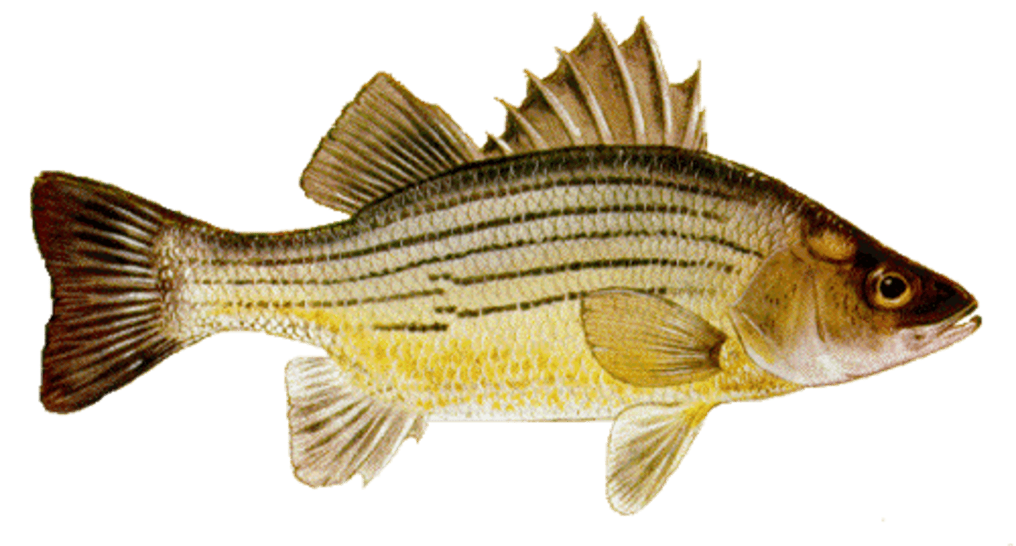 <p>Morone mississippiensis</p>