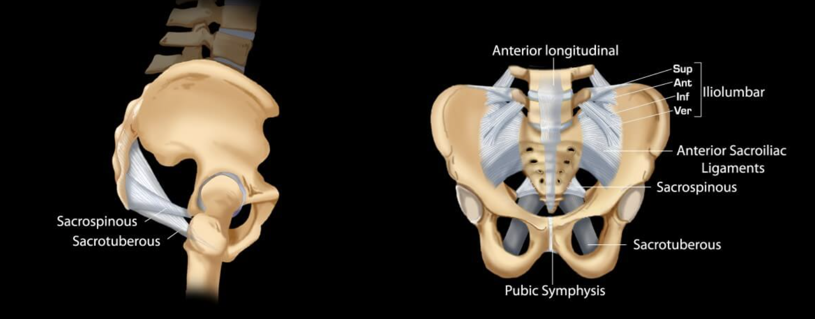 <ul><li><p>sacrospinous</p></li><li><p>sacrotuberous</p></li></ul><p></p>