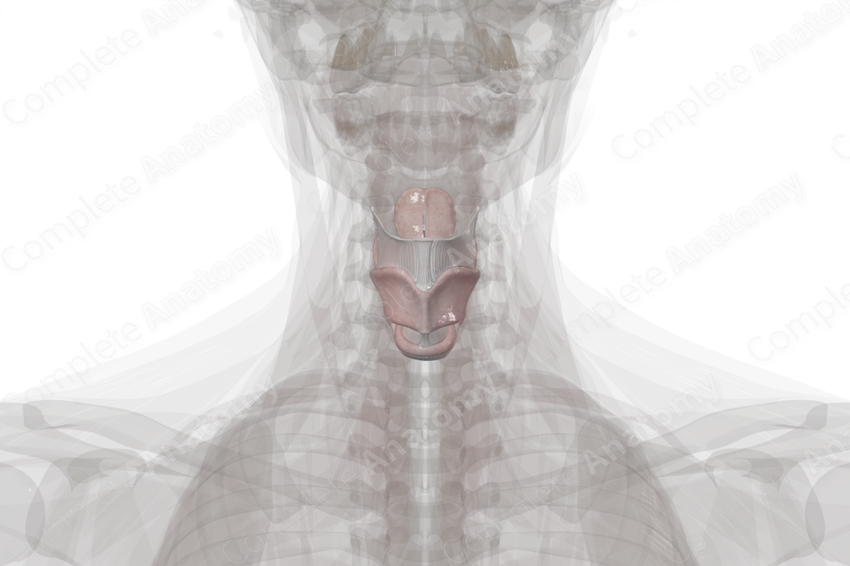 <p><strong>_____ (voice box)</strong></p><p>• Part of the respiratory system specially designed for vocalizing. It is a series of cartilages and attached muscles, ligaments, and fibroelastic membranes. It opens into the oropharynx and sits anterior to the laryngopharynx</p><p>• Cartilages of larynx</p><p>– Thyroid</p><p>– Cricoid</p><p>– Arytenoid</p><p>– Epiglottic</p><p>– Tracheal</p>
