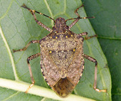 terrestrial